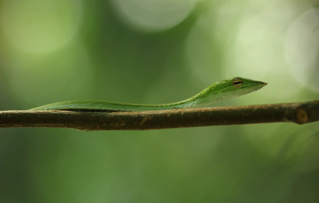Фото обои green, black, snake, yellow, eye, branch, vine snake