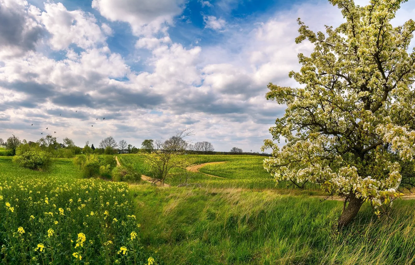 Фото обои трава, деревья, весна, Луг