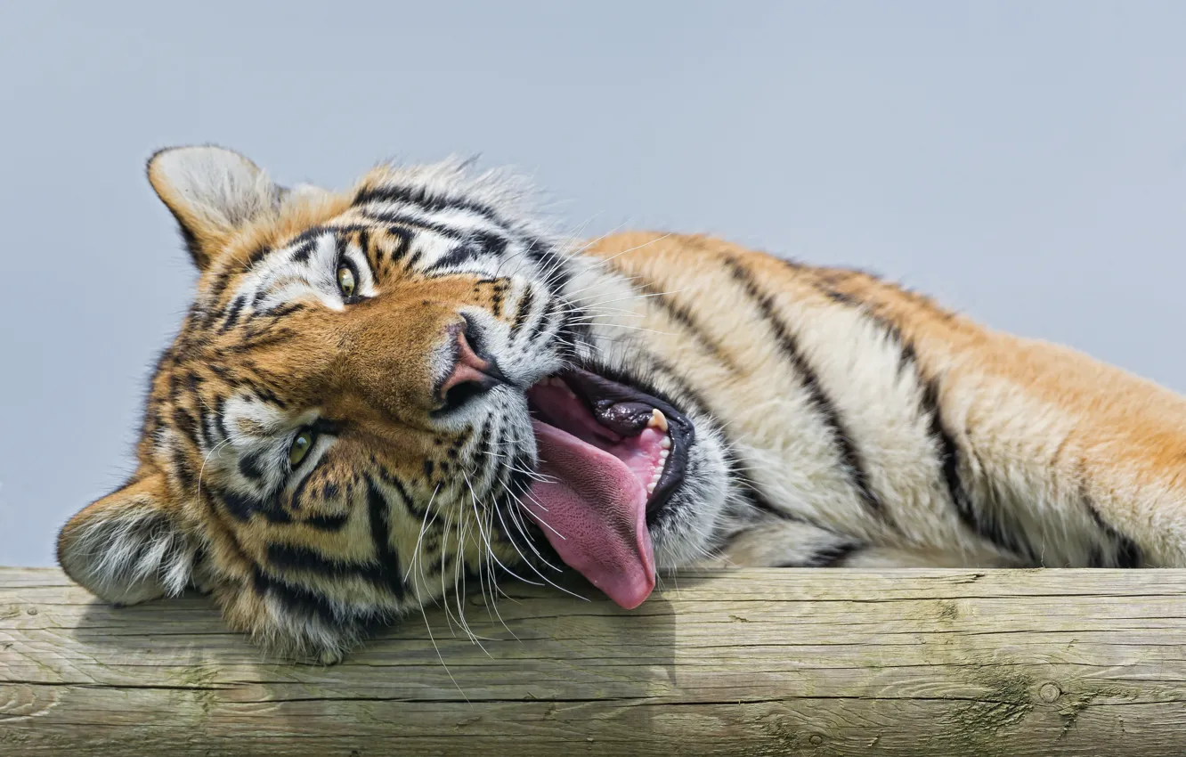 Фото обои язык, кошка, зевает, амурский тигр, ©Tambako The Jaguar