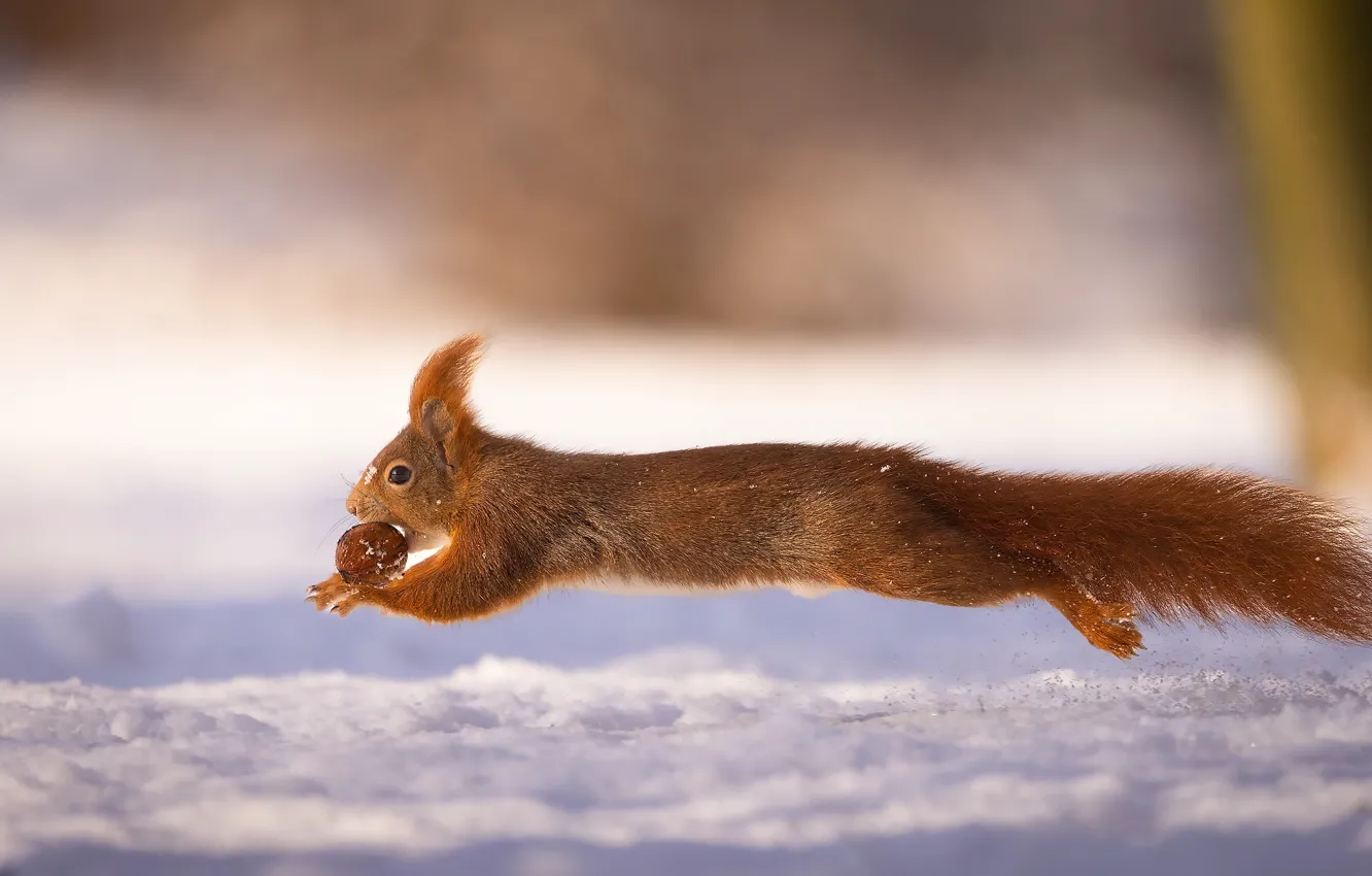 Фото обои animals, jump, snow, squirrel, nut