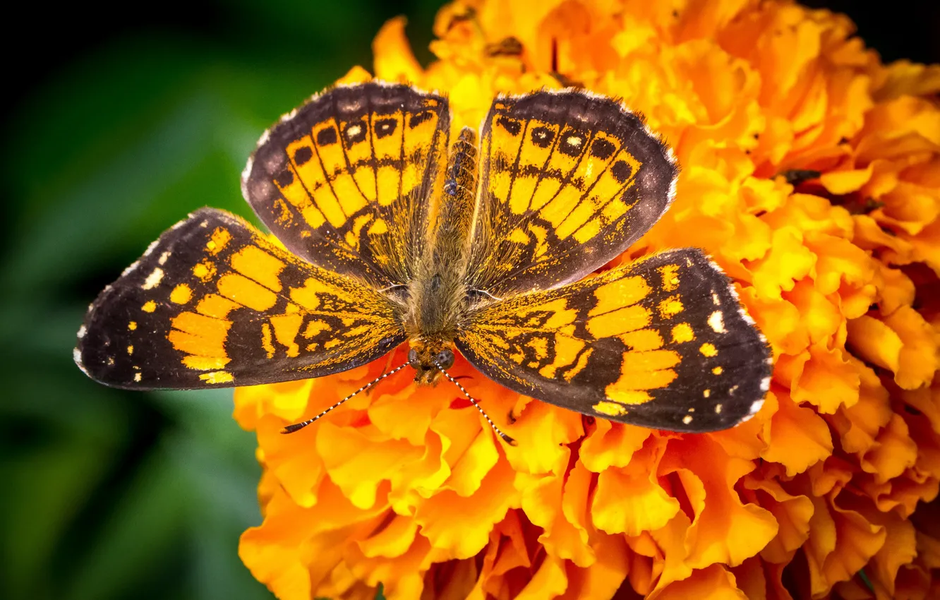 Фото обои цветок, бабочка, крылья, бархатцы