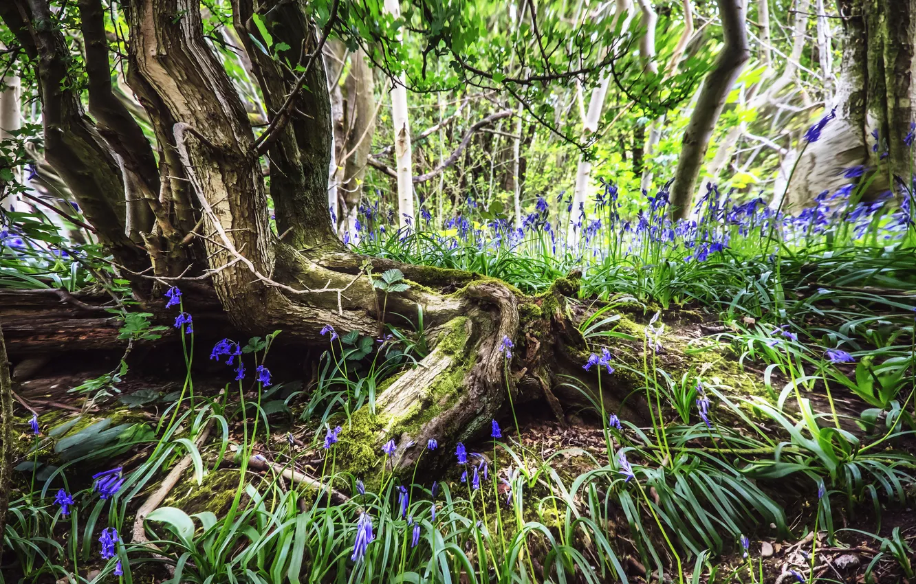 Фото обои лес, деревья, цветы, корни, весна, синии