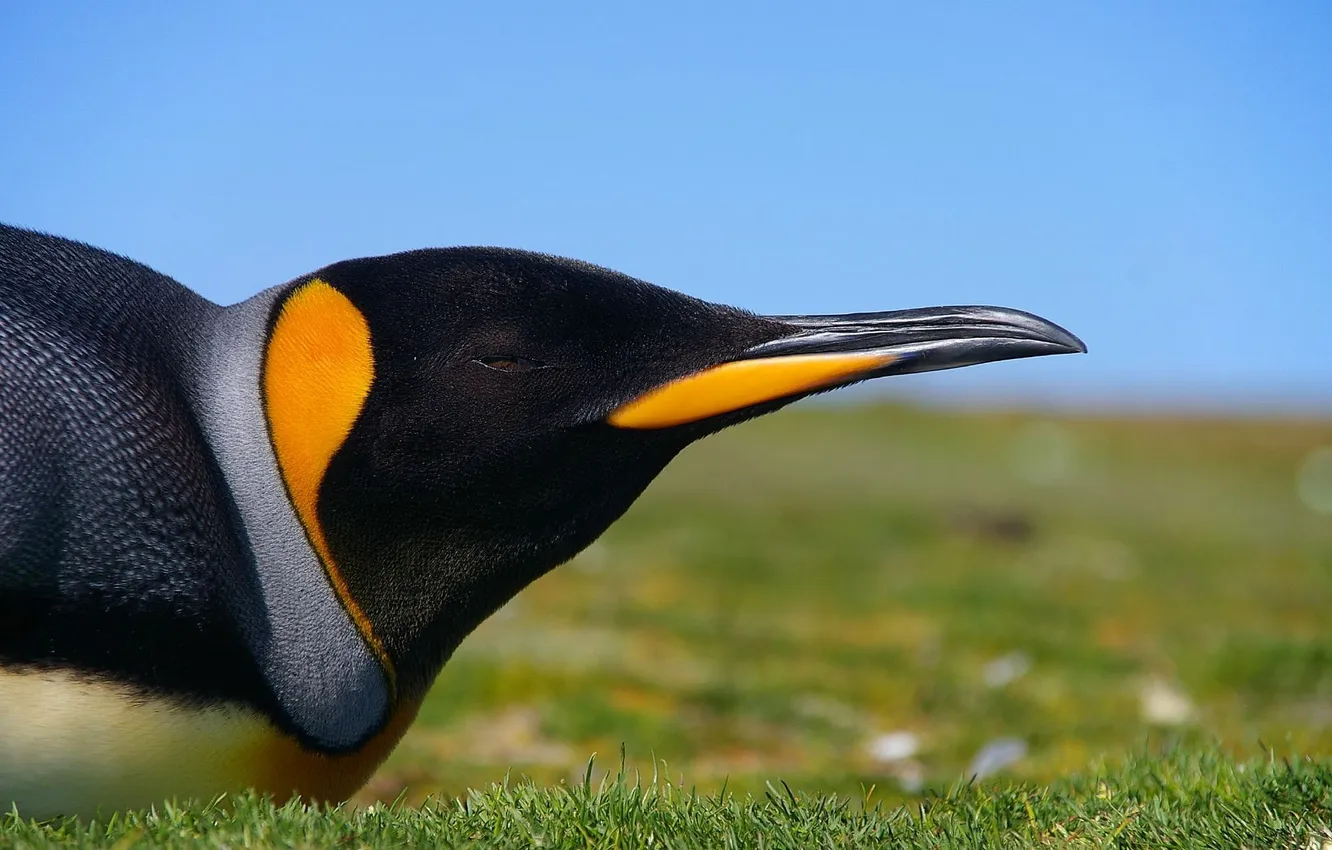 Фото обои трава, клюв, Пингвин, императорский