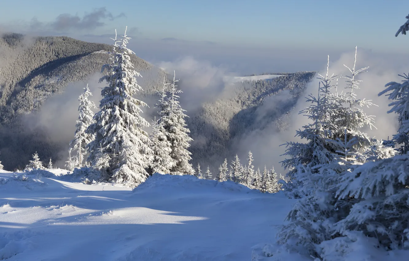 Фото обои зима, лес, снег, горы, туман, ёлки