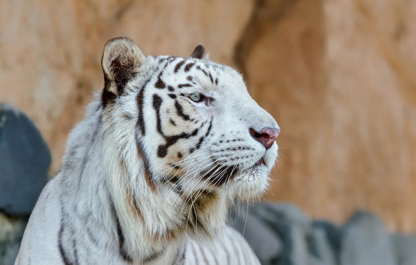 Фото обои морда, хищник, профиль, белый тигр, дикая кошка