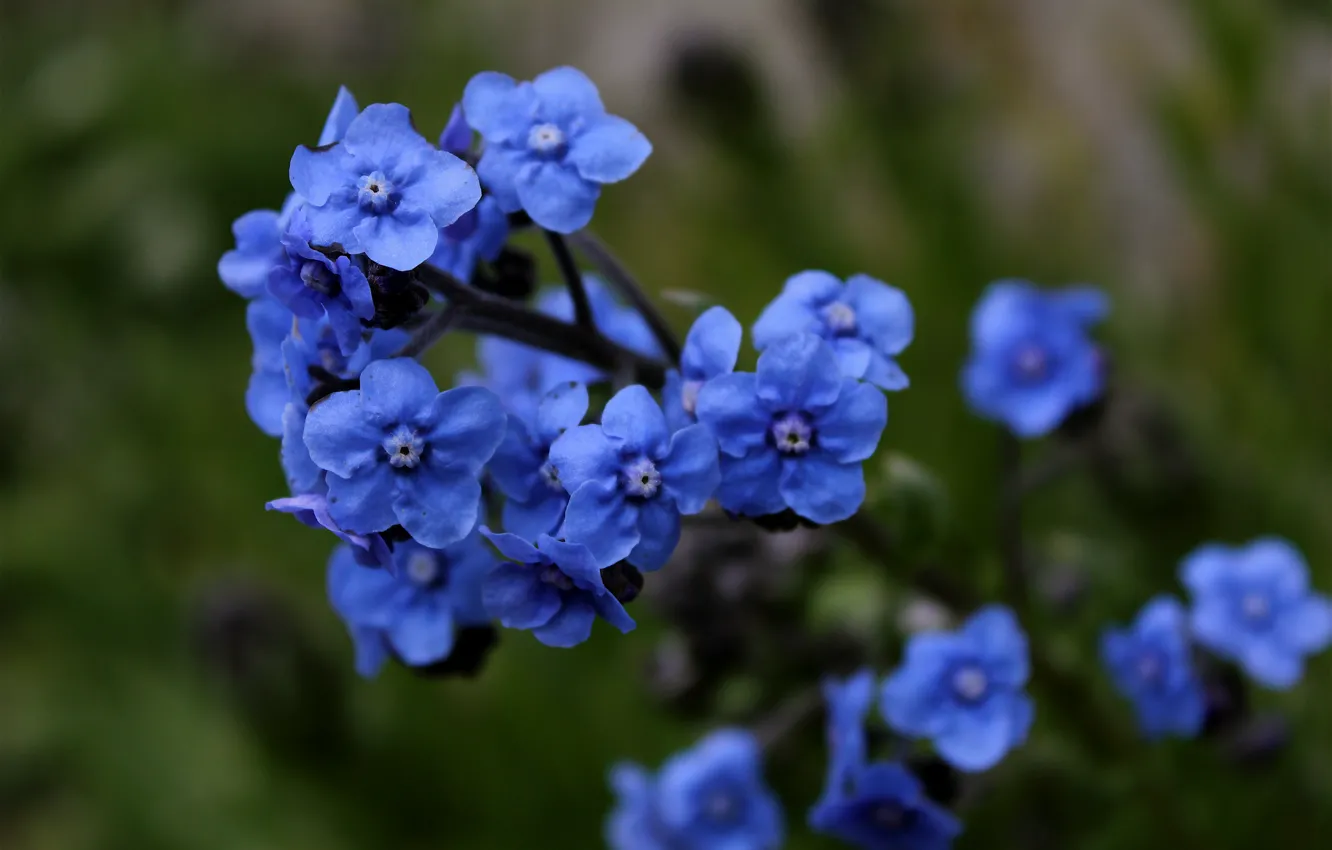 Фото обои цветочки, синие, Flowers, blue