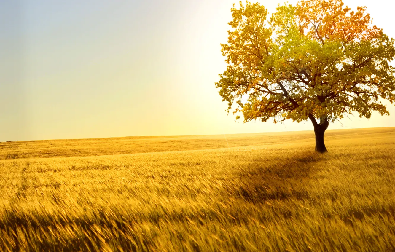 Фото обои пшеница, поле, дерево, ветер, горизонт, колоски, простор, одинокое