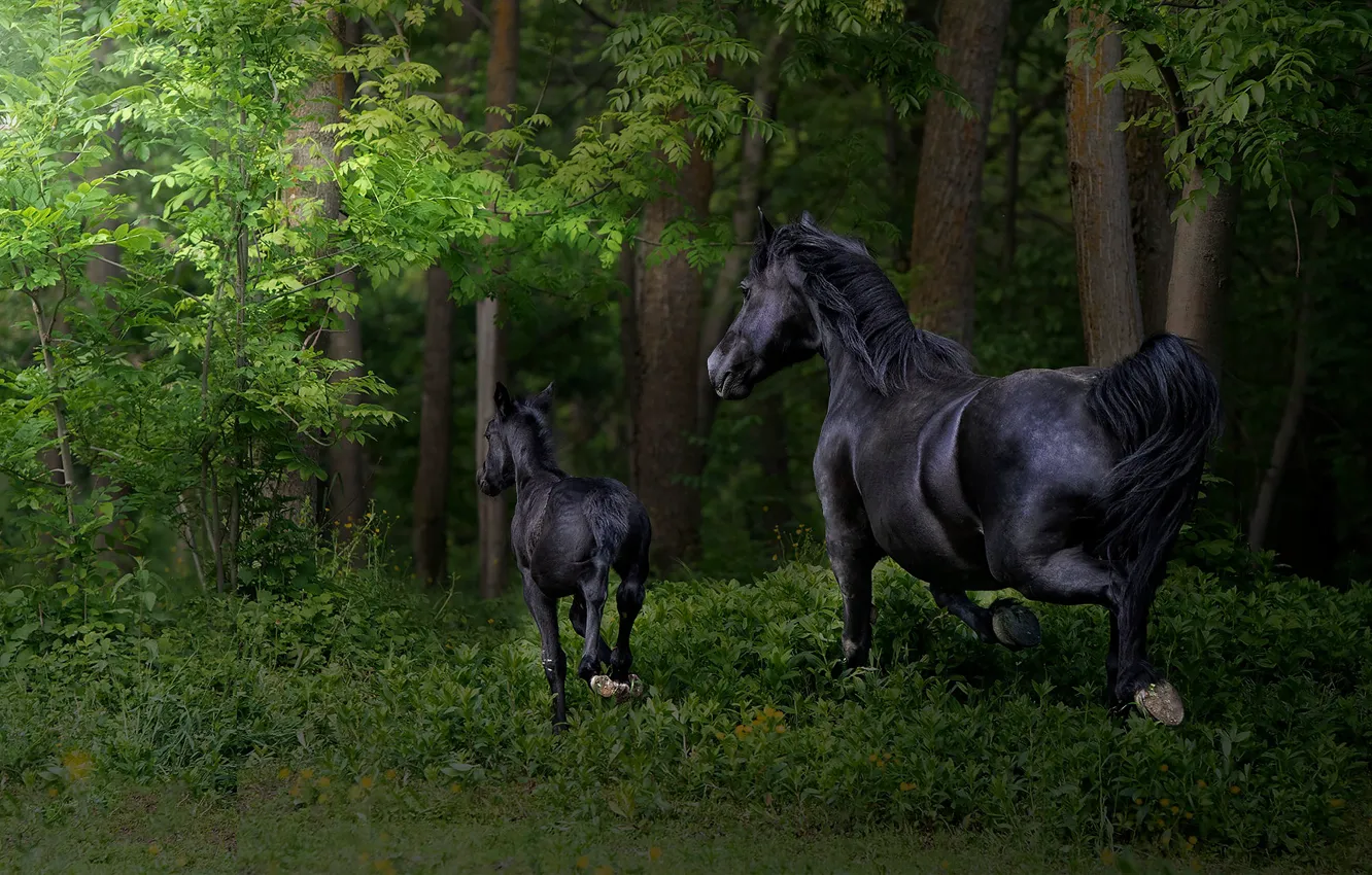 Фото обои лес, трава, ветки, листва, кони, малыш, лошади, бег