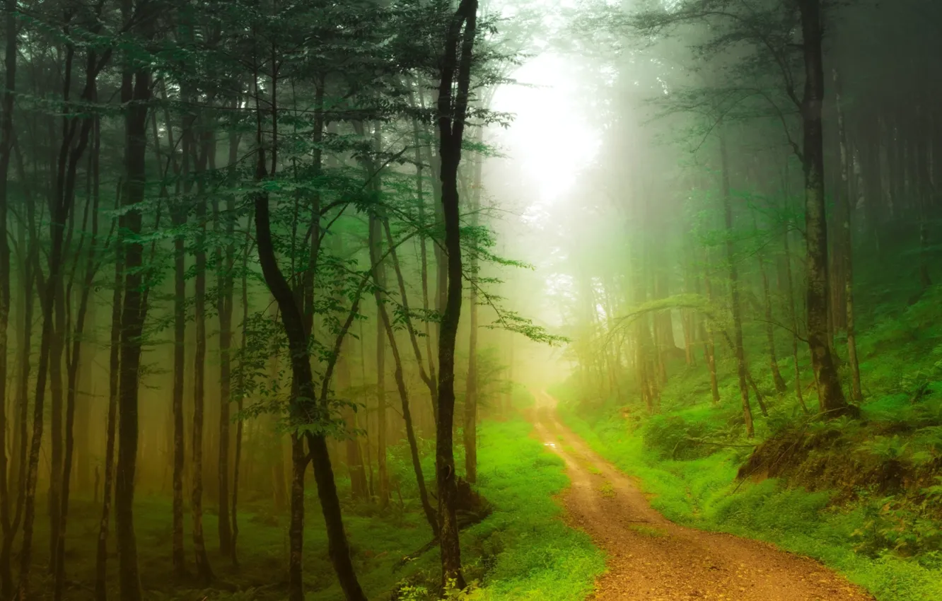 Фото обои дорога, лес, деревья, туман