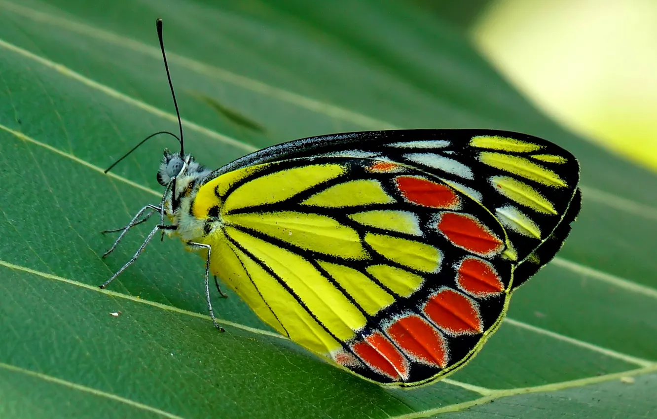 Фото обои природа, лист, бабочка, насекомое, мотылек