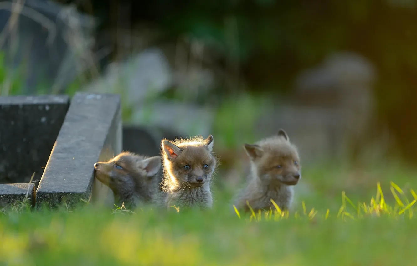 Фото обои лисы, малыши, трио, детёныши, лисята