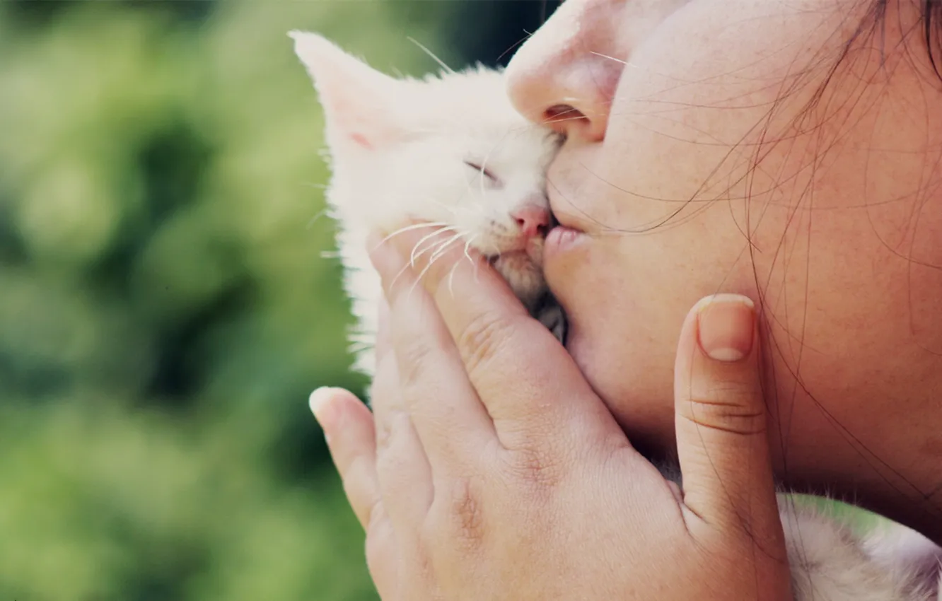 Фото обои поцелуй, маленький, котёнок