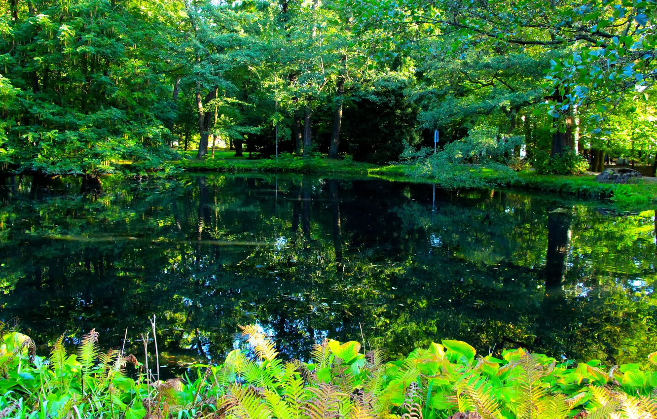 Фото обои trees, water, park, pond