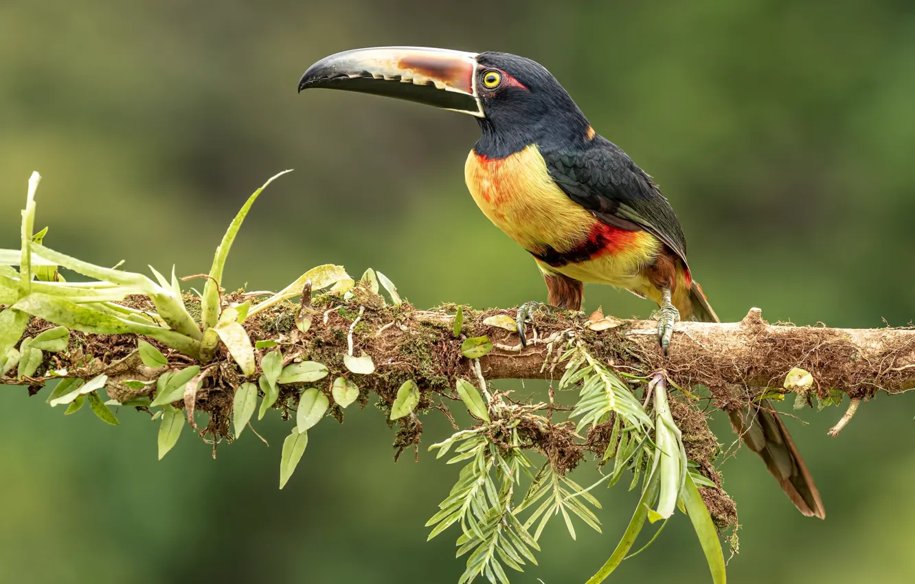 Фото обои ветки, птица, тукан
