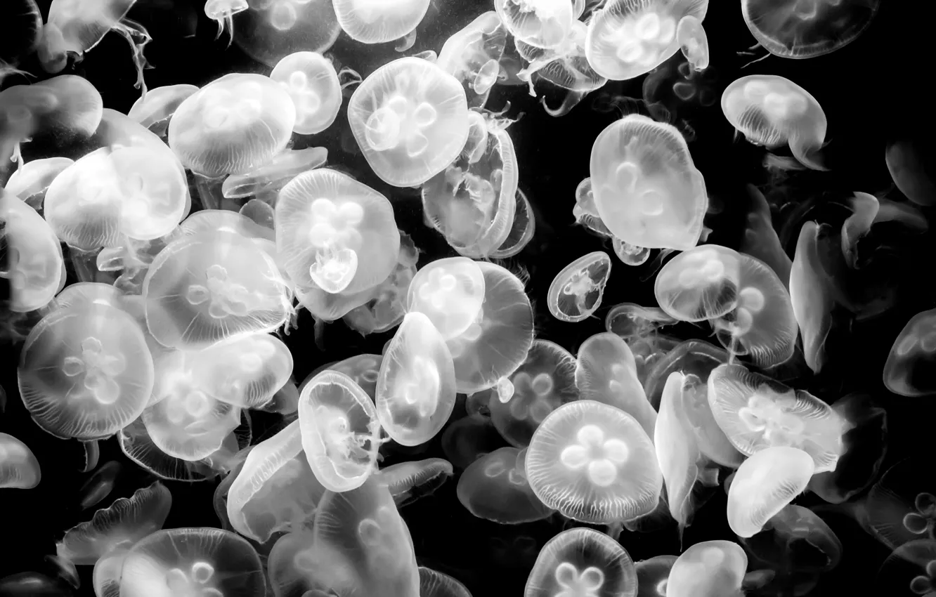 Фото обои медузы, подводный мир, черно-белое фото, jellyfish. Aquarium Berlin