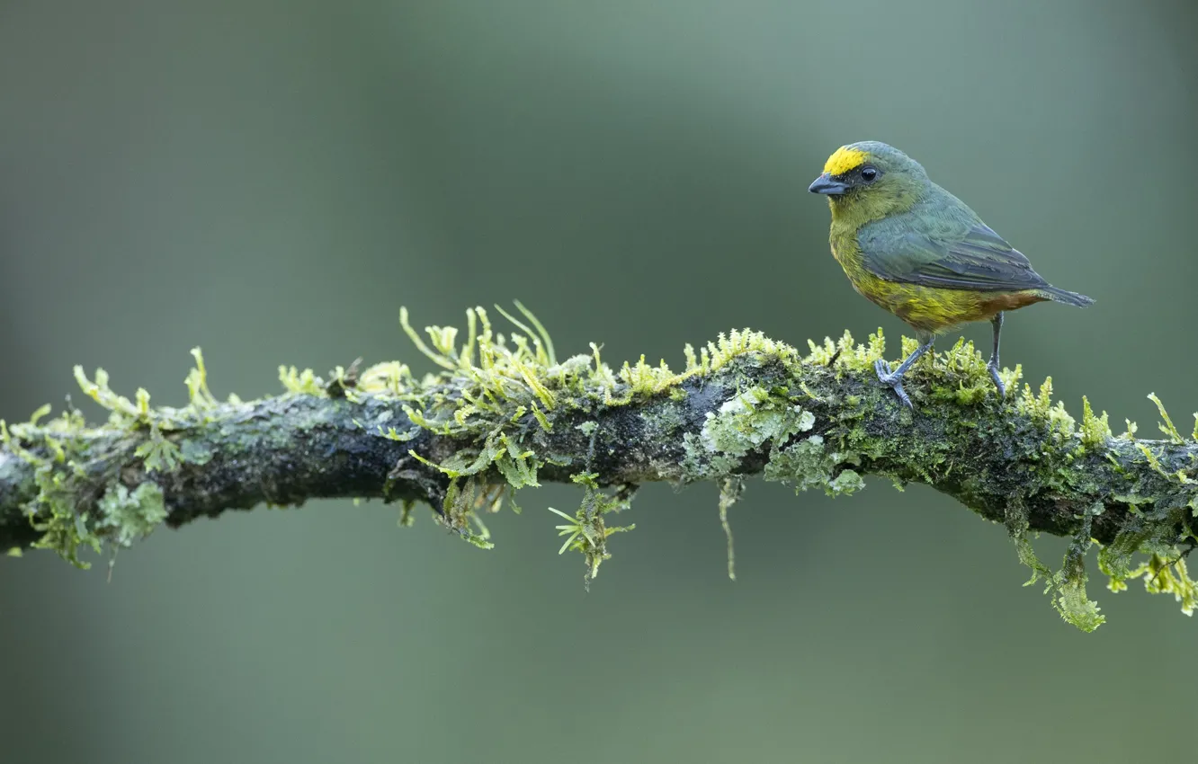 Фото обои ветки, птичка, кроха