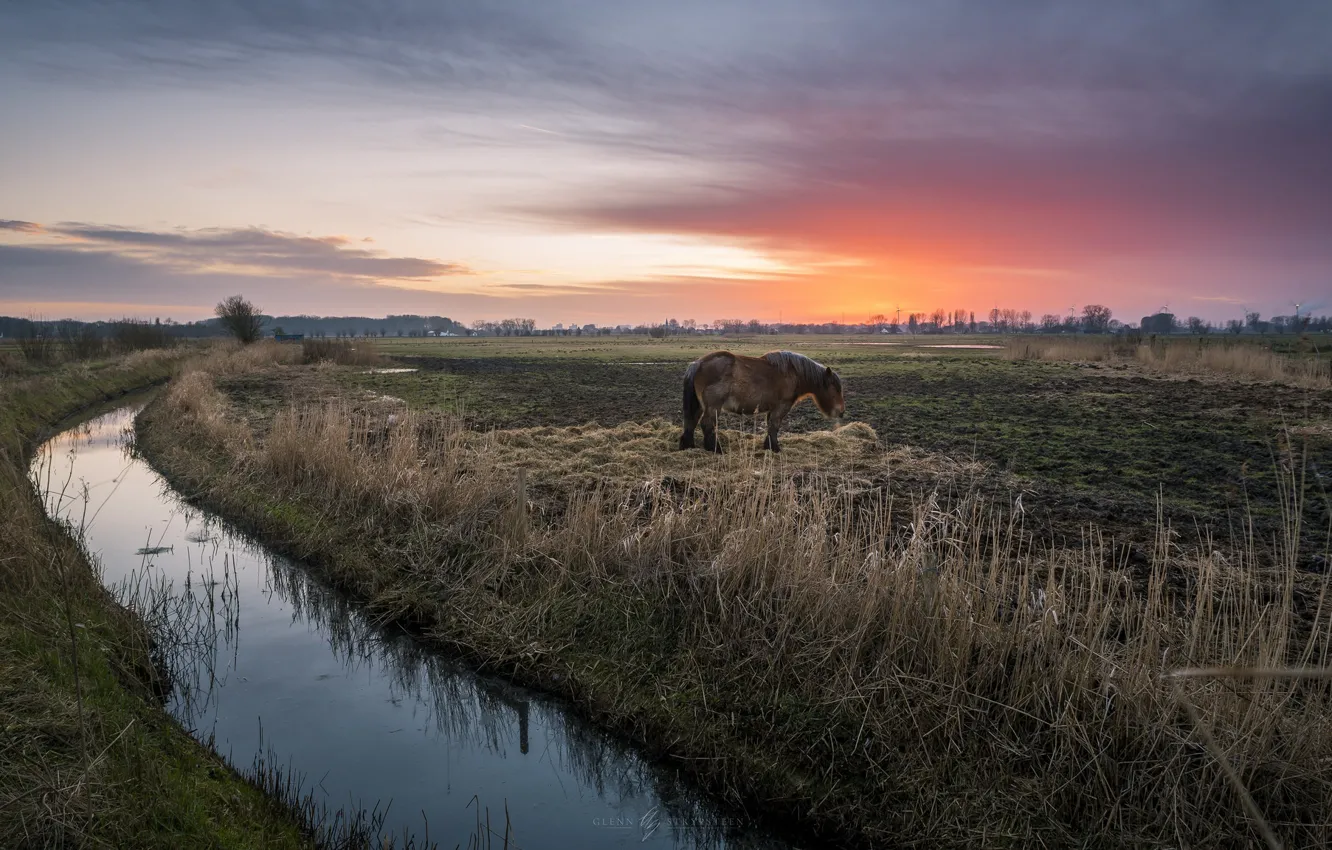Фото обои поле, закат, лошадь, канал
