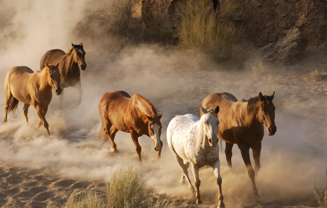 Фото обои животные, фото, кони, пыль, лошади, дикая природа, стадо, табун