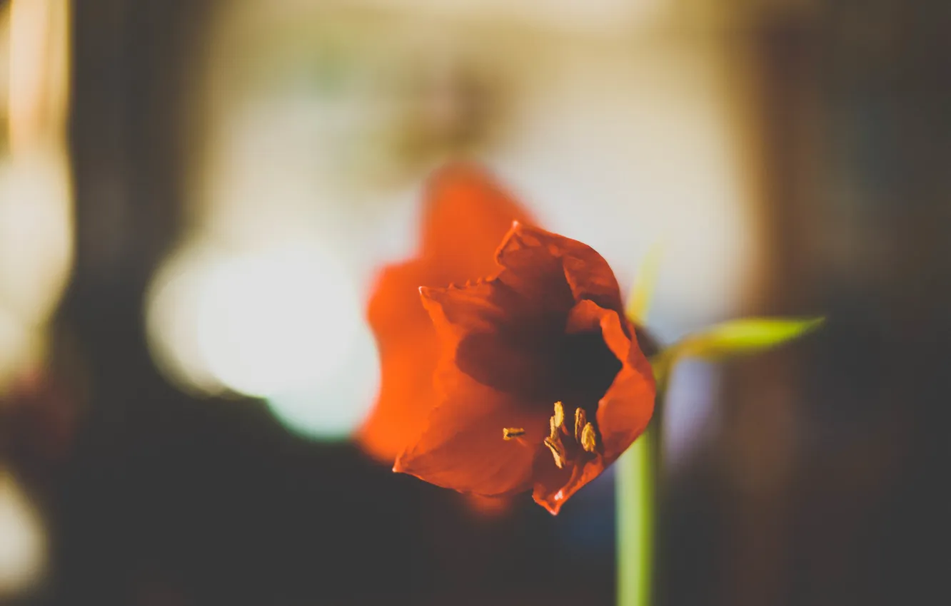 Фото обои цветок, красный, лепестки