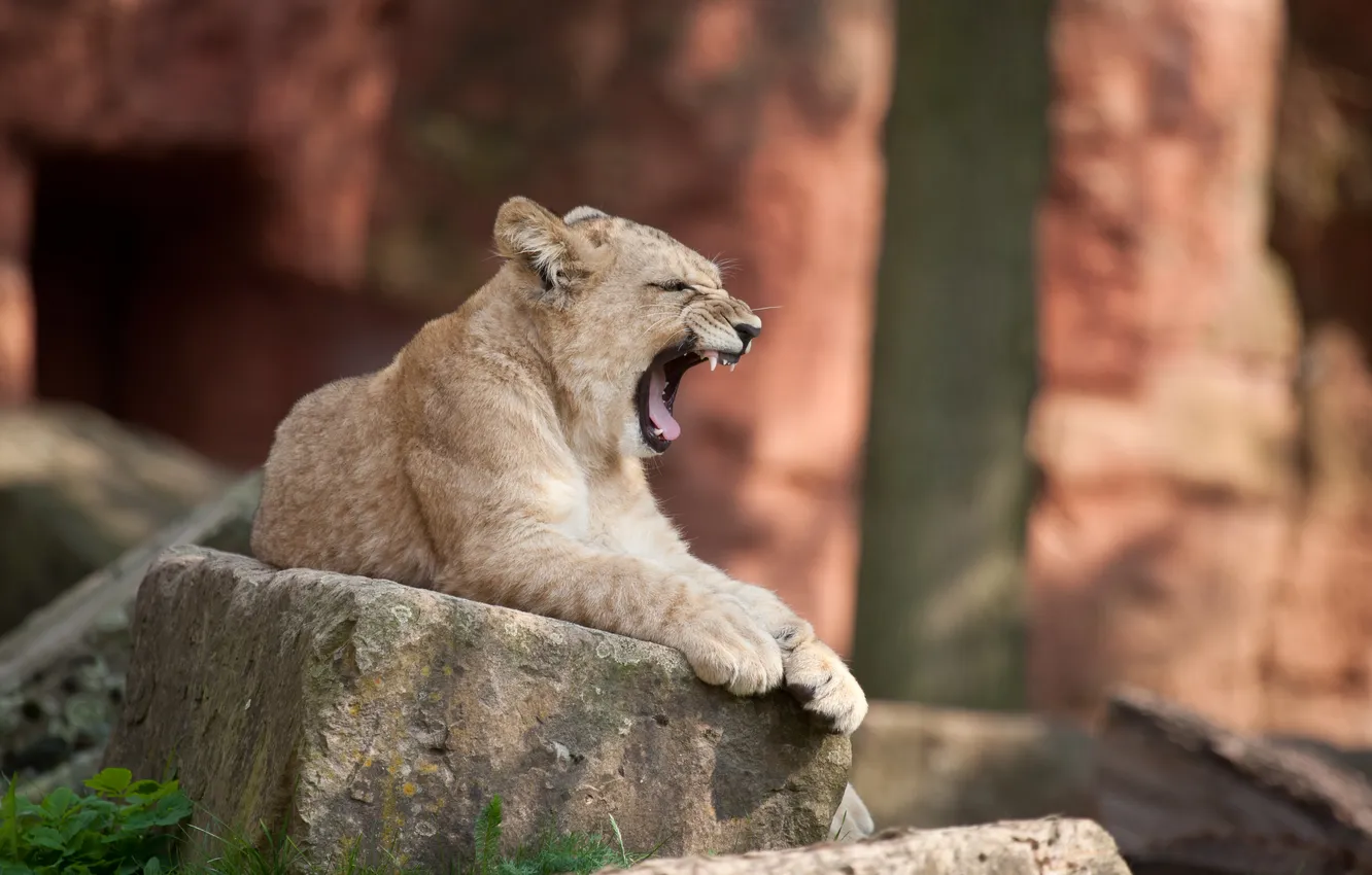 Фото обои кошка, камень, лев, детёныш, зевает, львёнок