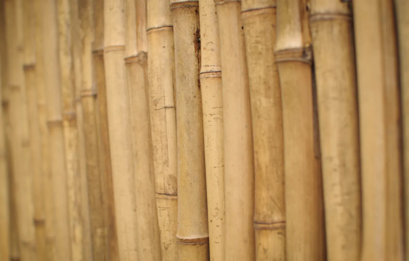 Фото обои стебли, бамбук, деревяшки