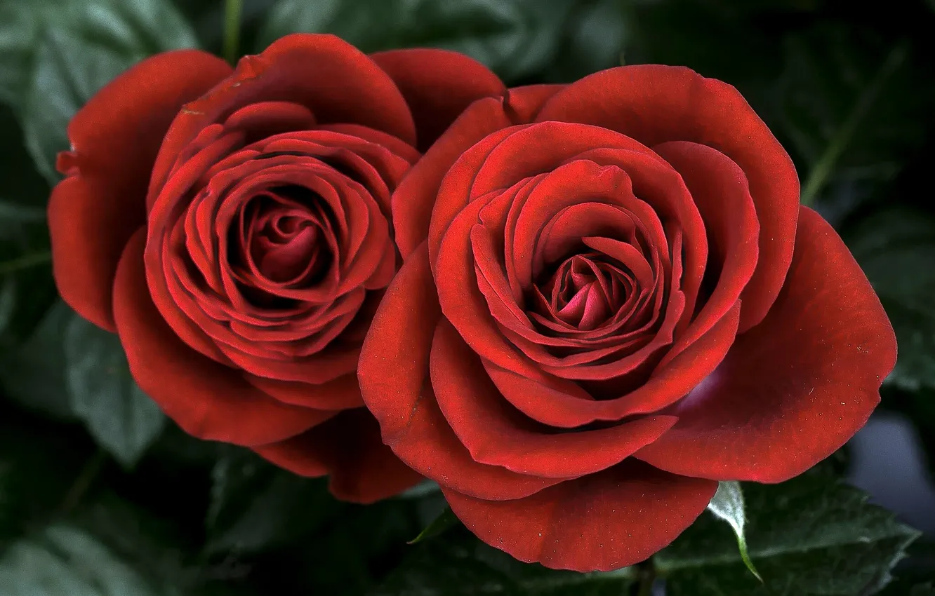 Фото обои розы, дуэт, бутоны, две розы