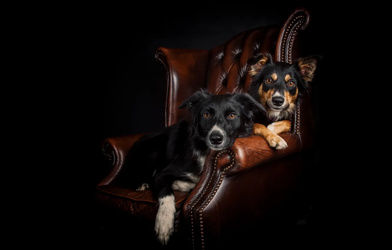 Фото обои собаки, портрет, кресло, парочка, чёрный фон, две собаки