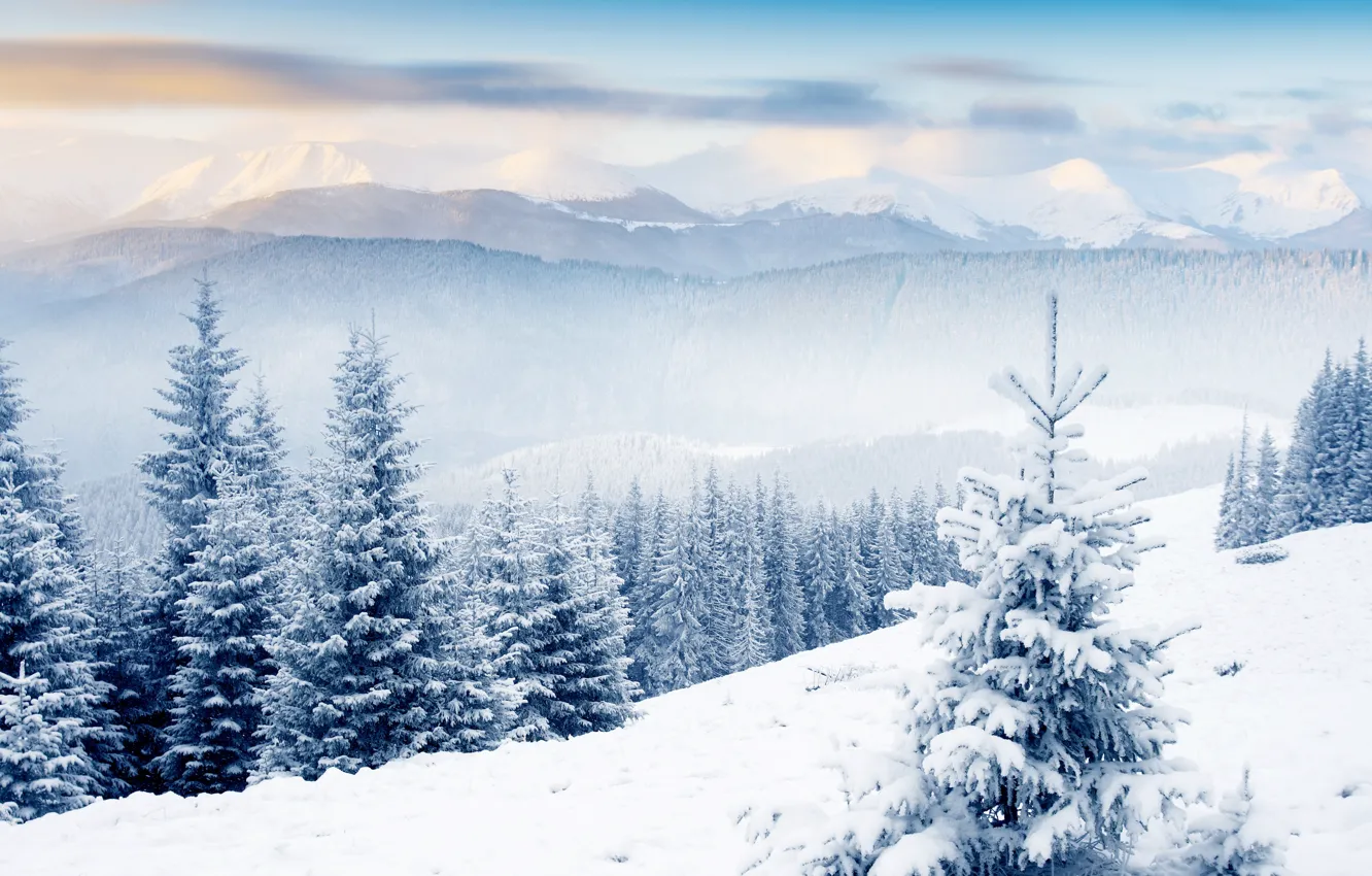 Фото обои зима, лес, облака, холмы, ёлки, сопки