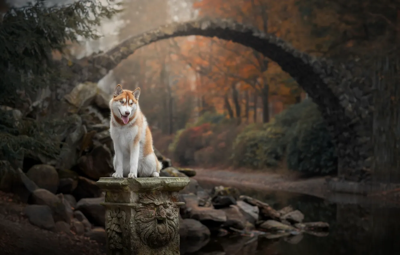 Фото обои осень, лес, мост, природа, река, камни, собака, Хаски