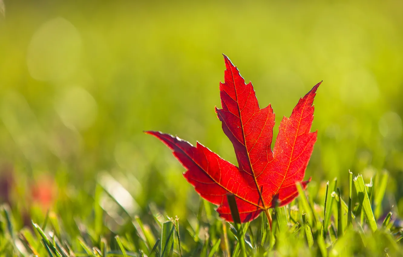 Фото обои осень, трава, красный, лист, клен, бордовый
