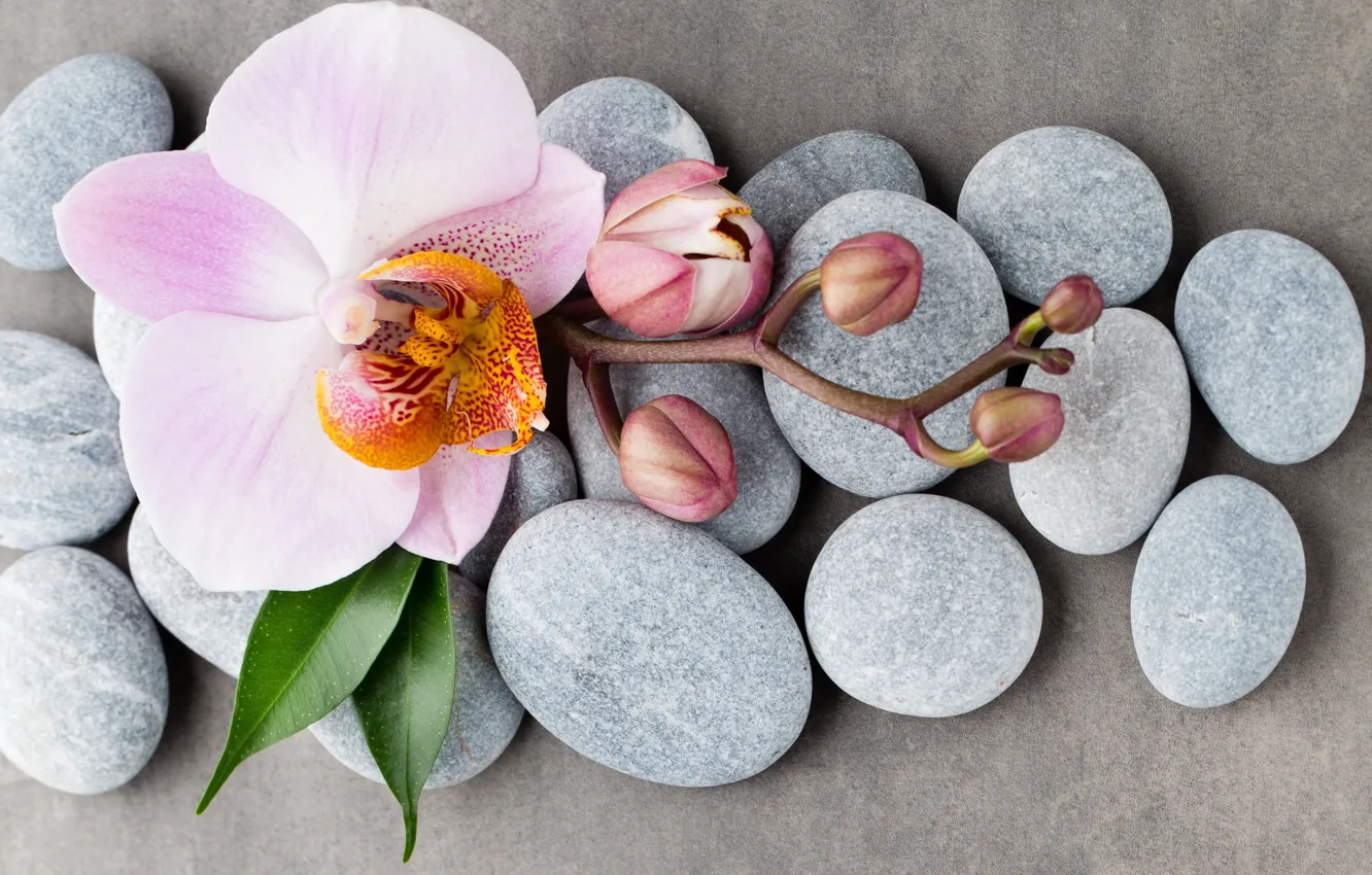 Фото обои цветок, камни, орхидея
