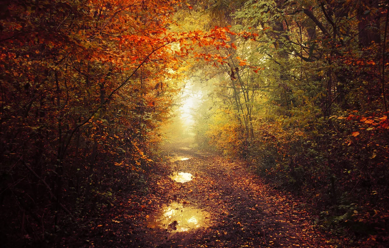 Фото обои autumn, leaves, fog, pathway, autumn colors, path, mist, fall