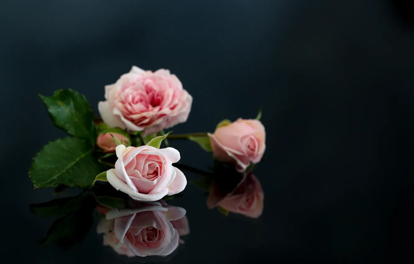 Фото обои отражение, розы, Розовые