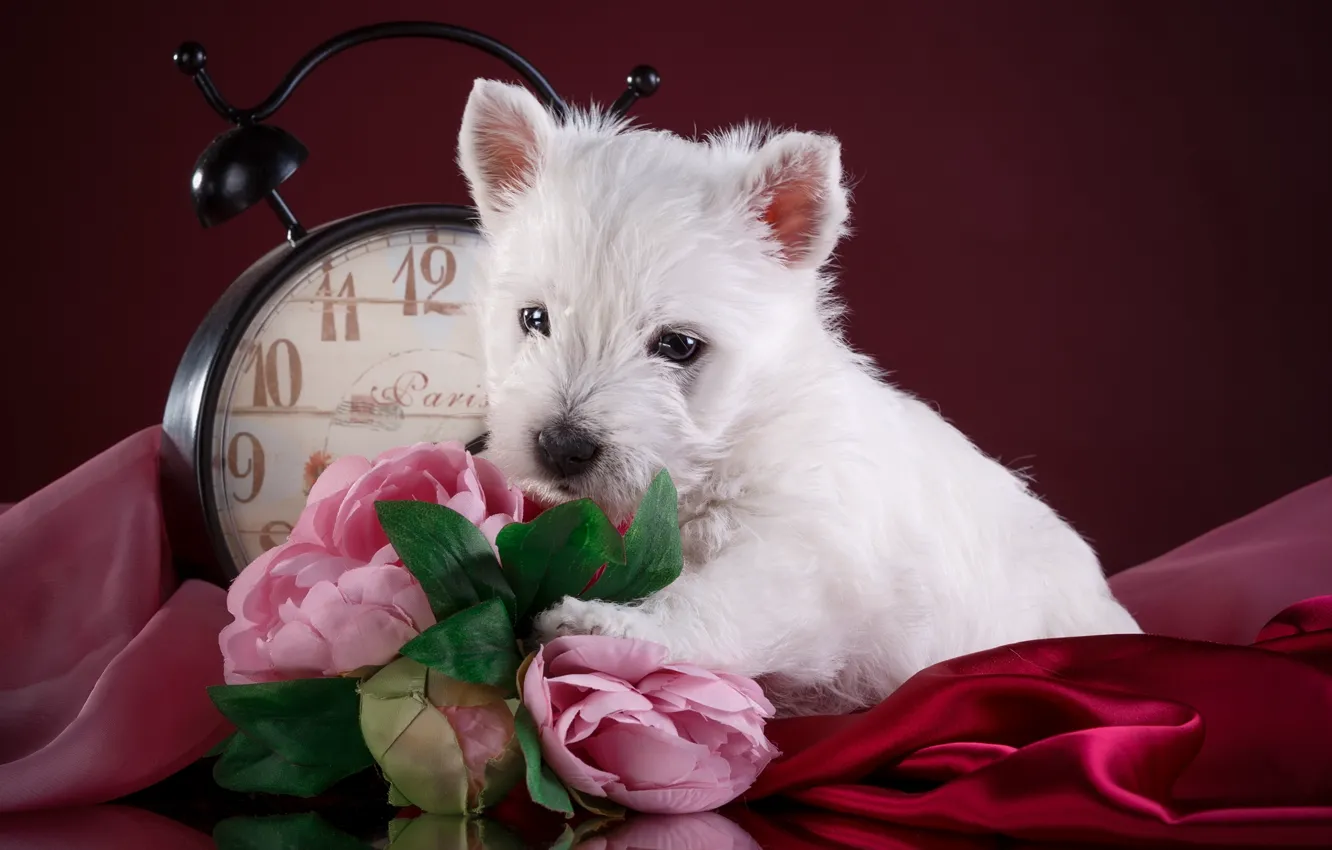 Фото обои белый, цветы, часы, щенок, порода