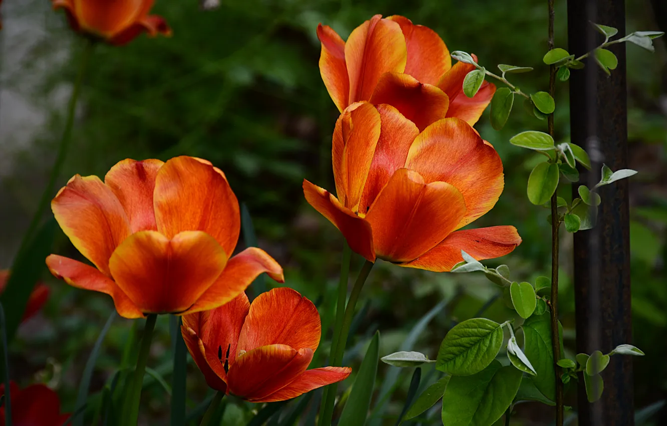 Фото обои весна, Тюльпаны, оранжевые, tulips, orange, spring