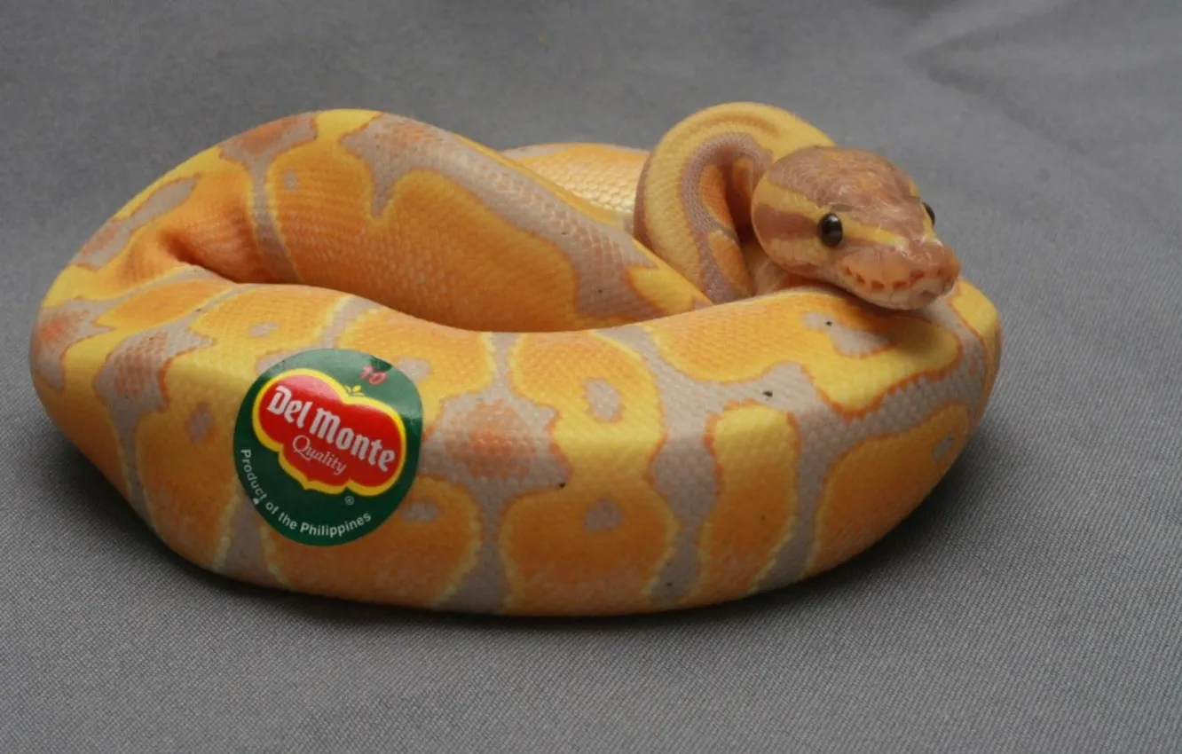 Фото обои animals, reptiles, bananas, stickers, ..yellow and brown snake