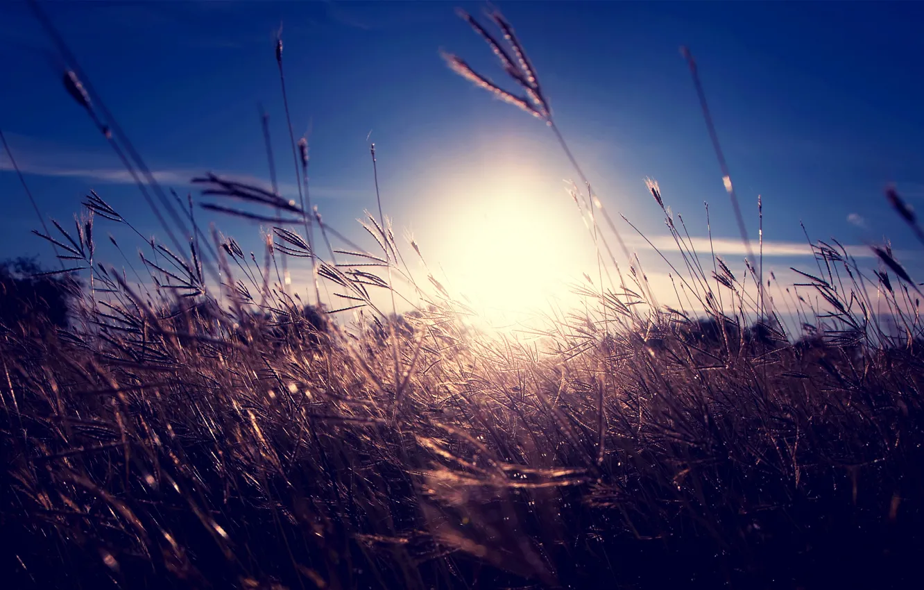 Фото обои небо, трава, солнце, закат, колоски, сухая