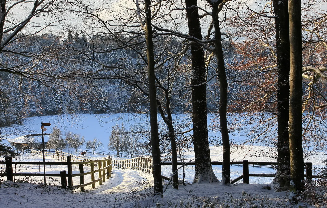 Фото обои зима, деревья, забор, кони