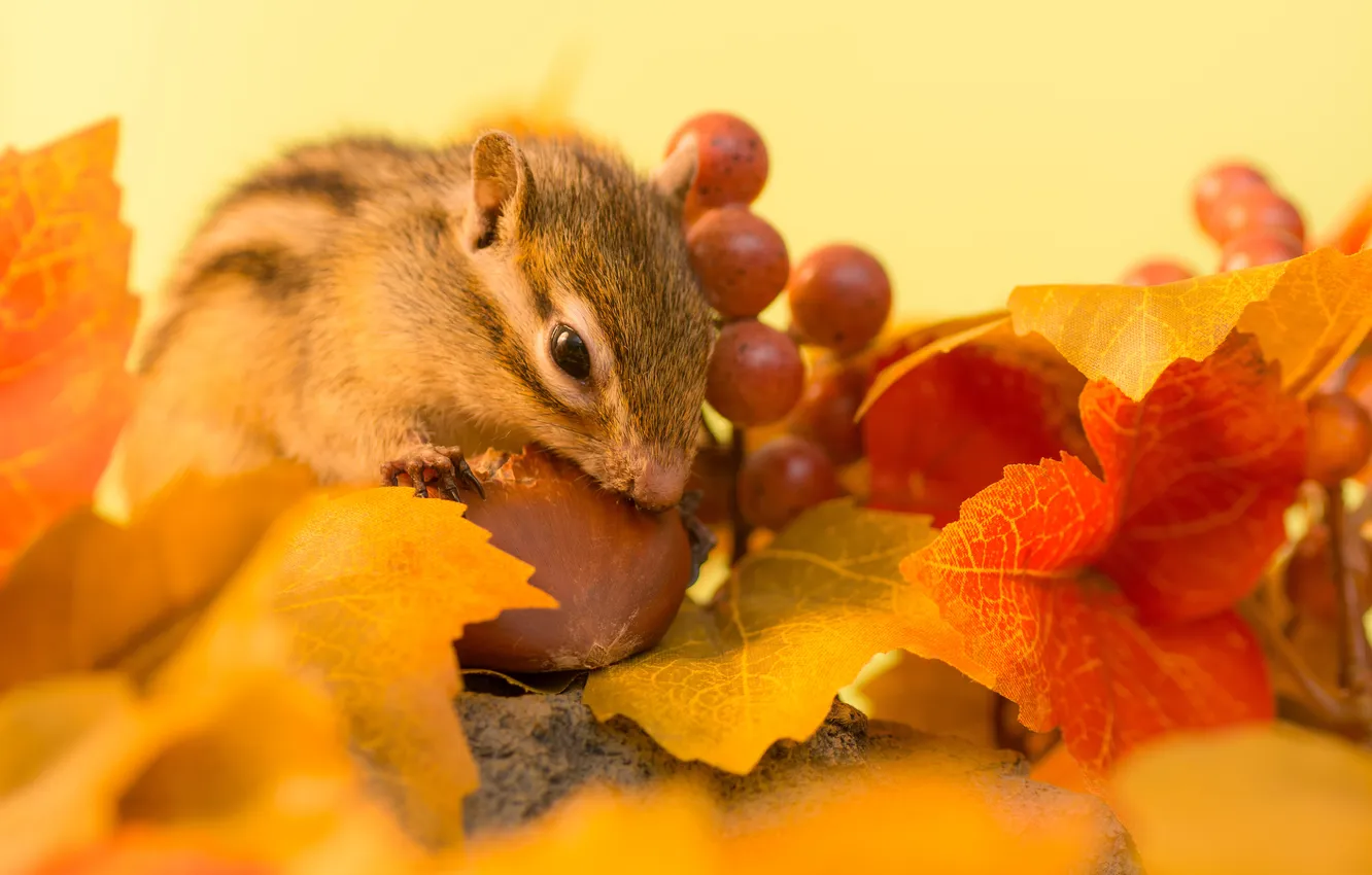 Фото обои осень, листья, ягоды, веточка, орех, бурундук, autumn, leaves