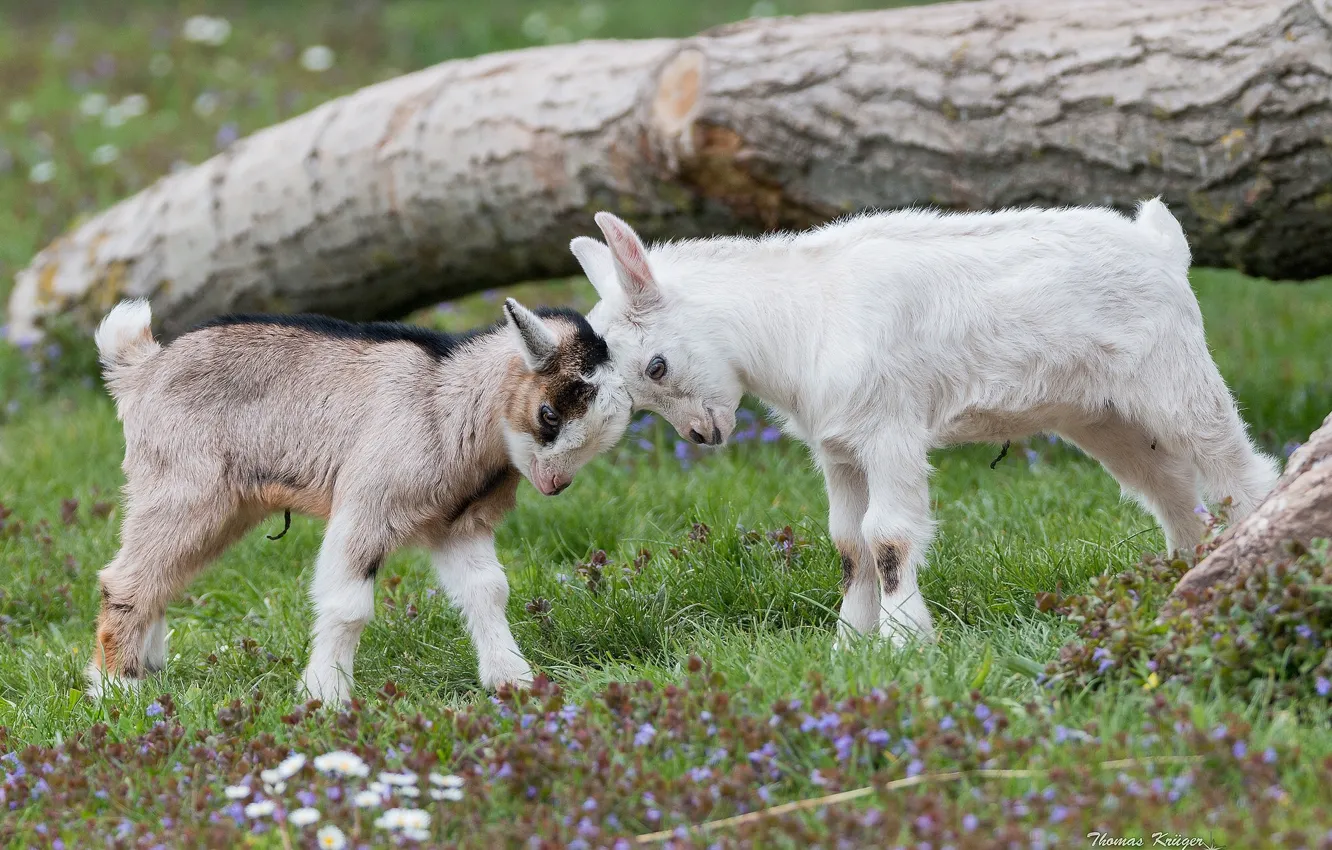 Фото обои козы, козлята, Давай бодаться