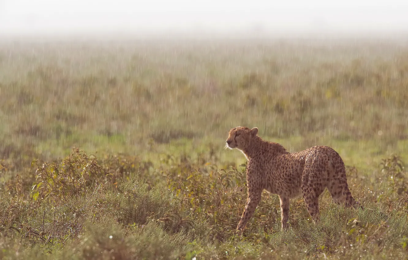 Фото обои природа, мокрый, дождь, гепард, прогулка, дикая кошка, ливень