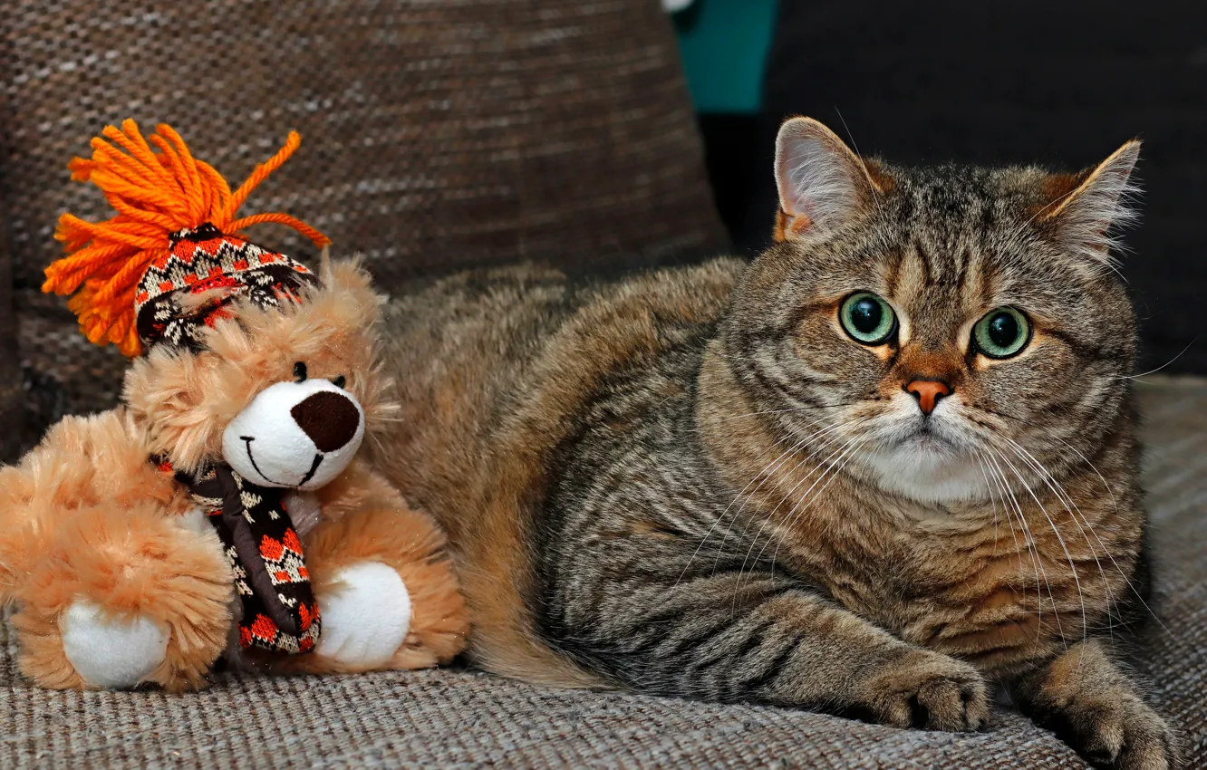 Фото обои кошка, кот, взгляд, морда, поза, серый, фон, диван