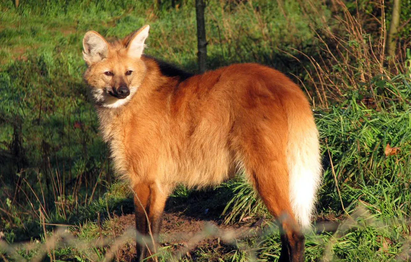 Фото обои fox, animal, wildlife, maned wolf