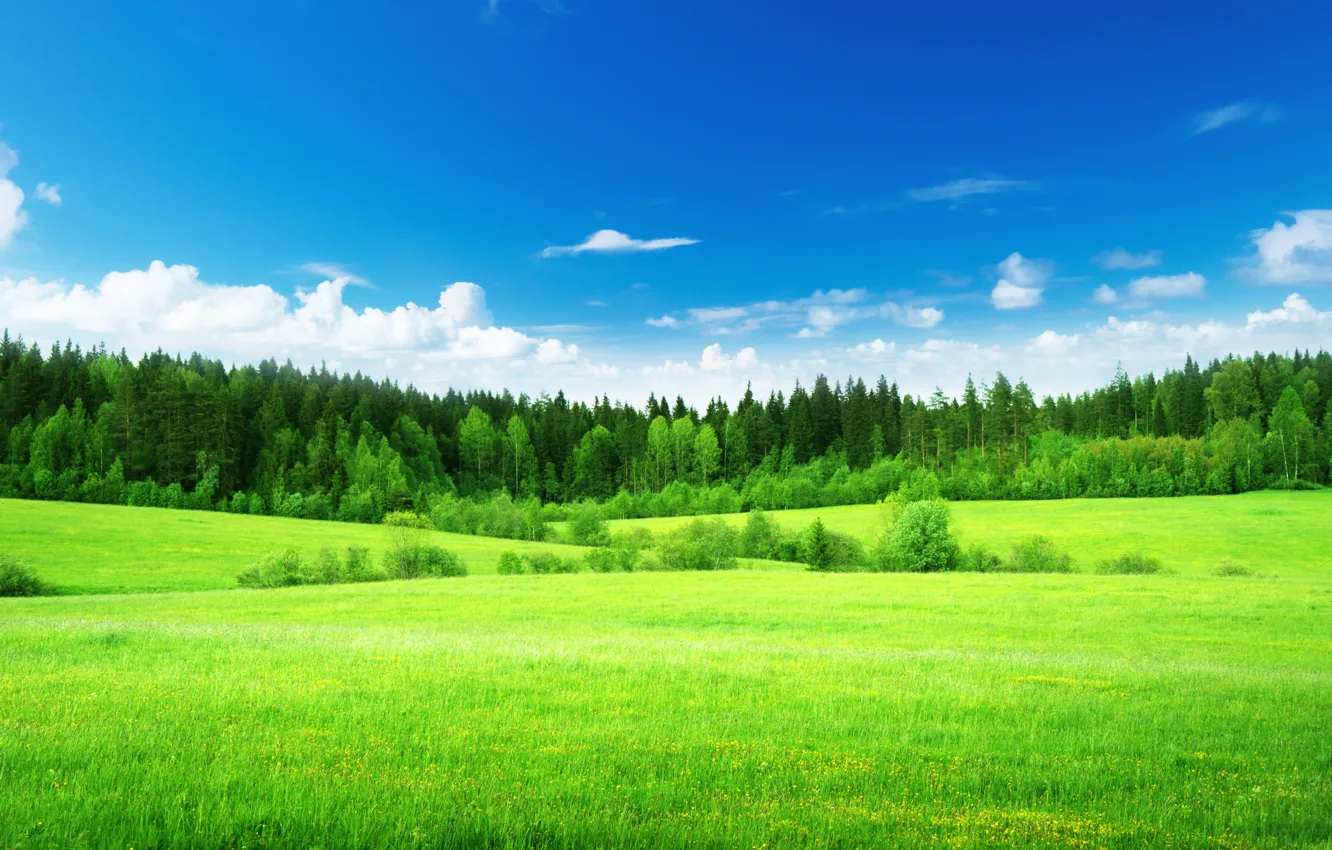 Фото обои поле, лес, небо, трава, облака, деревья, природа, зеленая