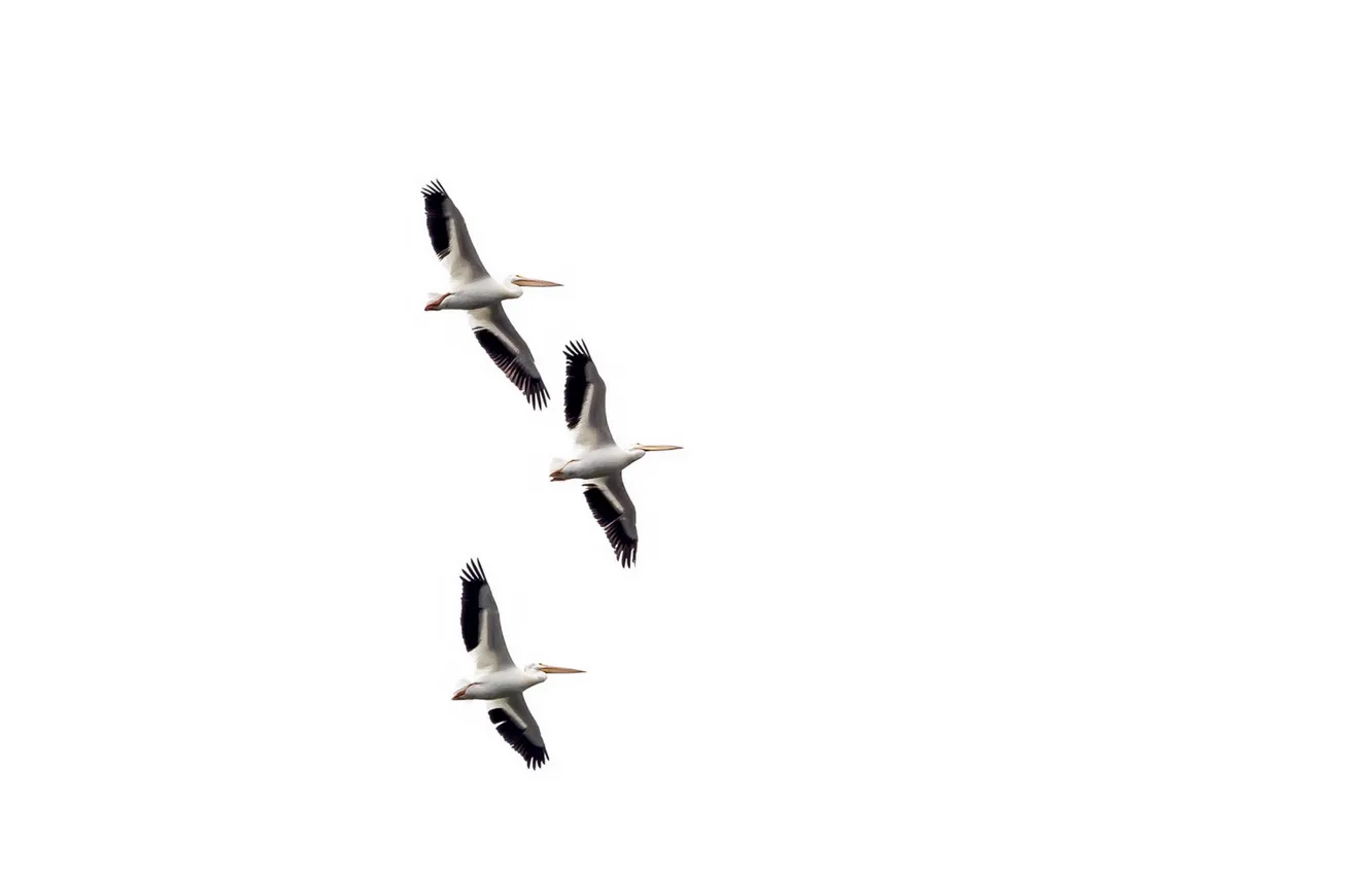 Фото обои птицы, полёт, пеликаны