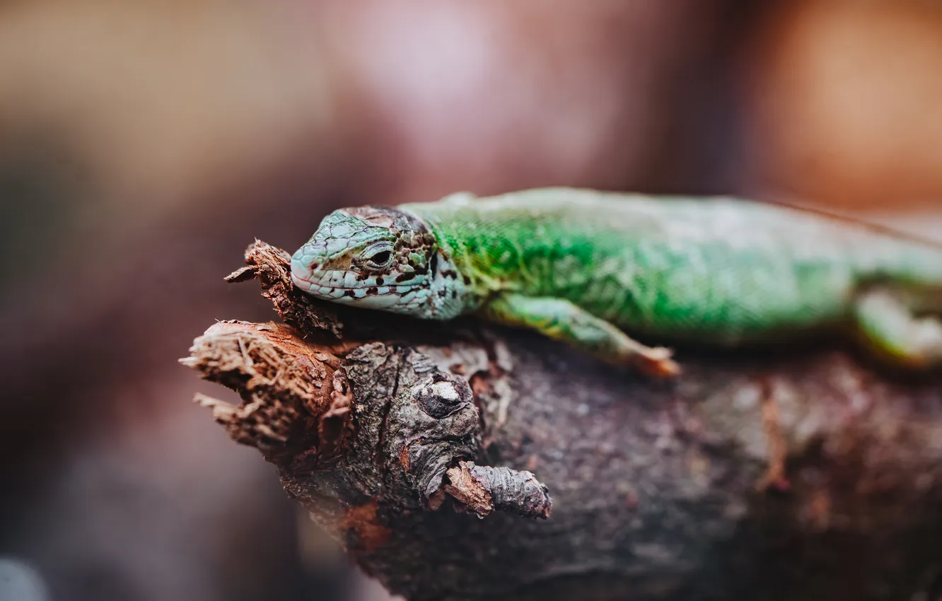 Фото обои green, branch, resting, reptile