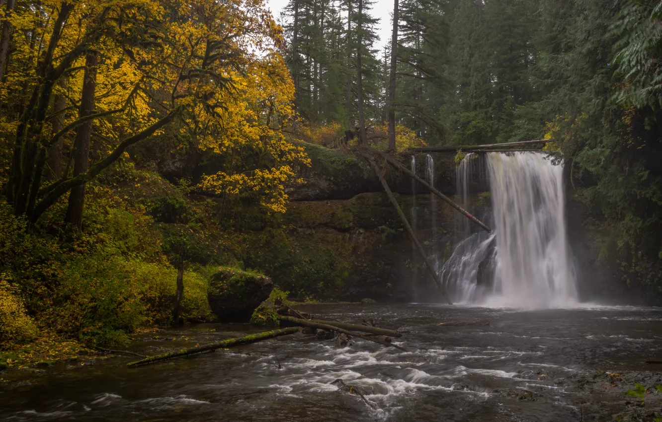 Фото обои осень, лес, река, водопад, Орегон, Oregon, Silver Falls State Park, Upper North Falls