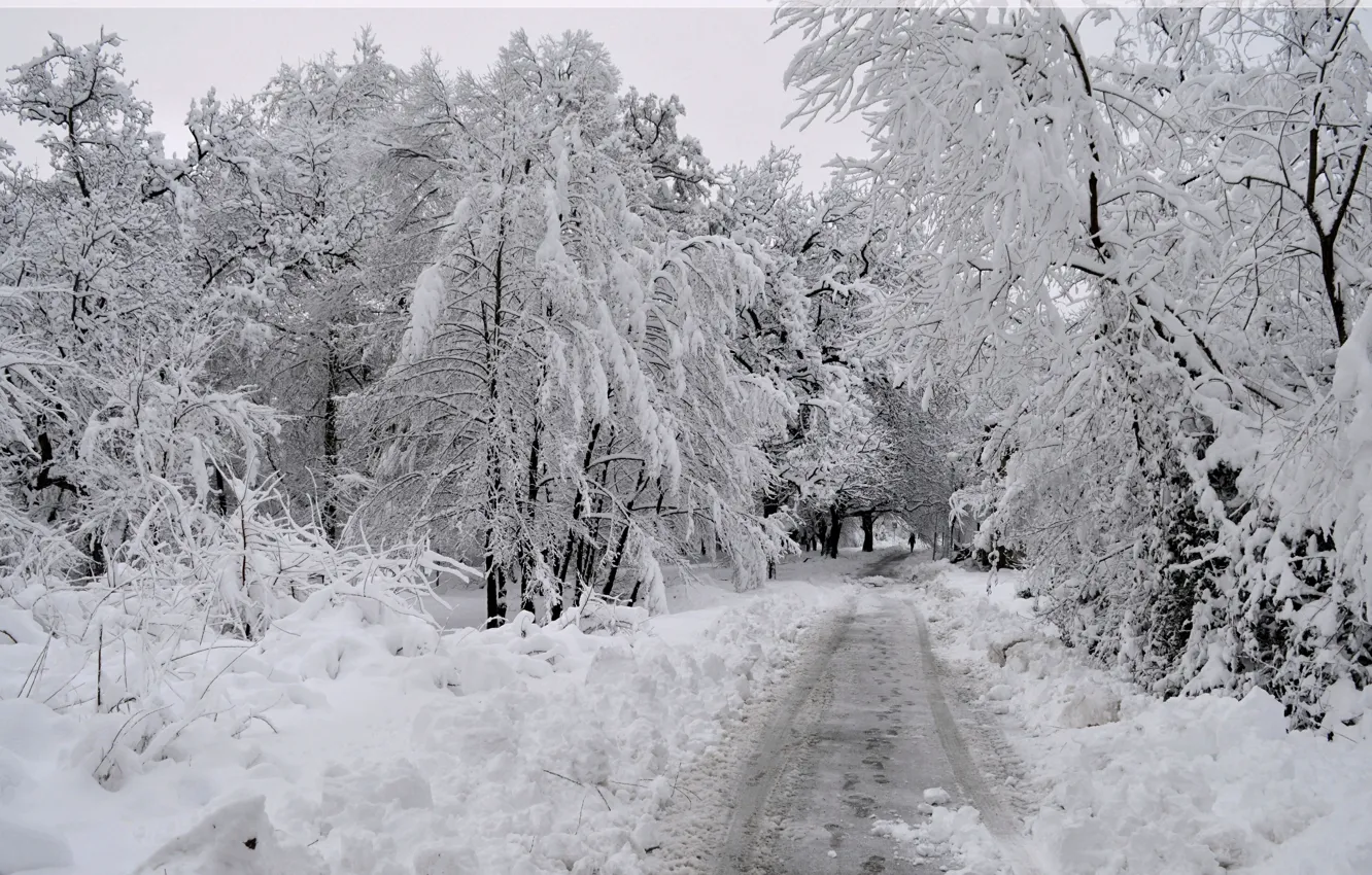 Фото обои Зима, Снег, Лес, Мороз, Дорожка, Winter, Frost, Snow
