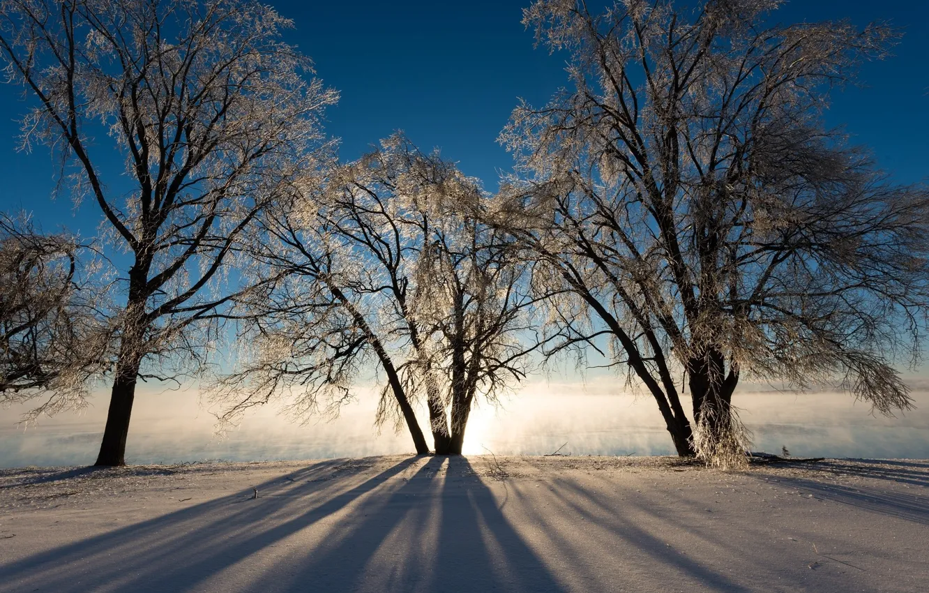Фото обои зима, снег, деревья, туман, утро, мороз, трио