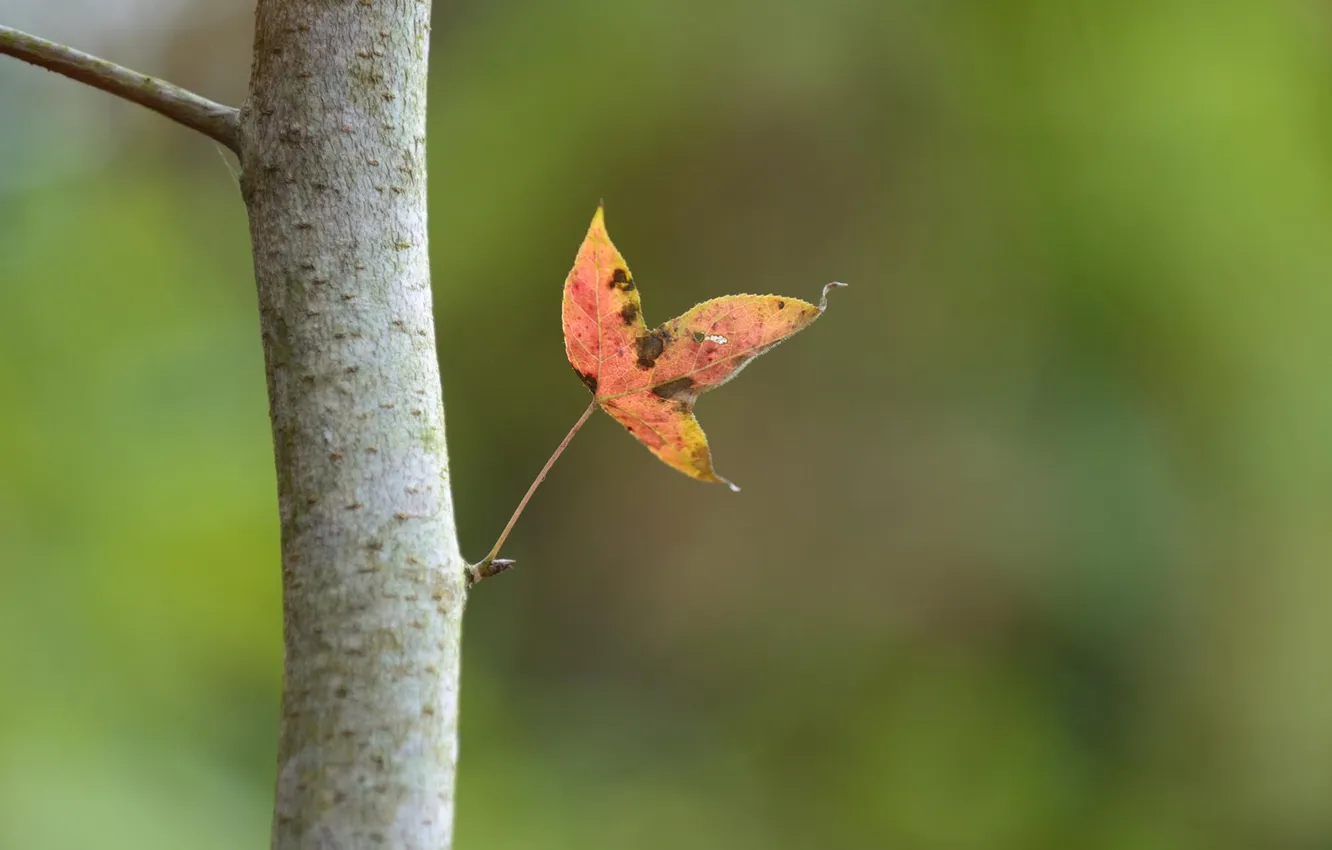 Фото обои осень, лист, фокус, ствол, паутинка